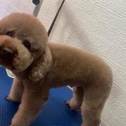 旺旺宠物店:天津城区东丽区军粮城附近