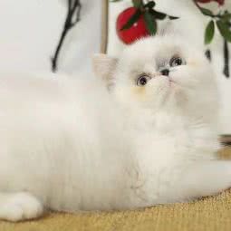 周姐宠物超市:宜昌市西陵区港窑路附近