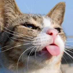 东方宠物诊所:宜昌市伍家岗区江山多娇附近