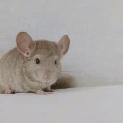 龙猫家园:天津城区东丽区军粮城附近