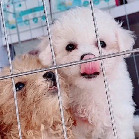 心依宠物生活馆:襄阳市樊城区万达附近