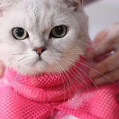 懒猫家宠物:襄阳市樊城区万达附近