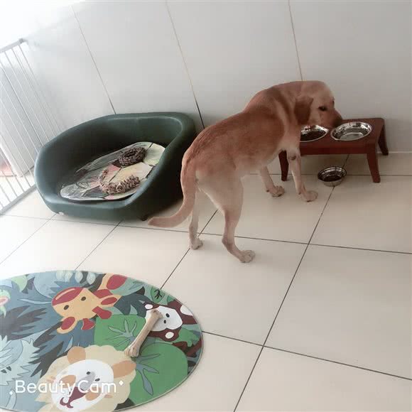 实力宠别墅宠物家庭寄养:天津城区东丽区东丽开发区附近