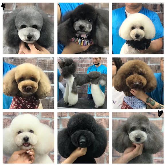 这是一家宠物店:襄阳市襄州区铁四院/天润未来城附近