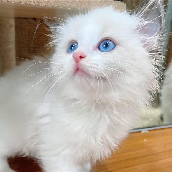 萌猫一号宠物店:鄂州市鄂城区滨湖南路/莲花山附近