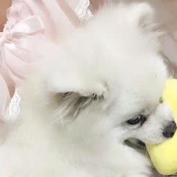 泽泽宠物美容会所:天津城区东丽区大毕庄附近