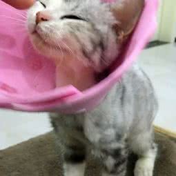 萌宠宠物:天津城区东丽区华侨城欢乐谷附近