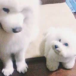 狗东西宠物用品超市:孝感市孝南区乾坤购物附近