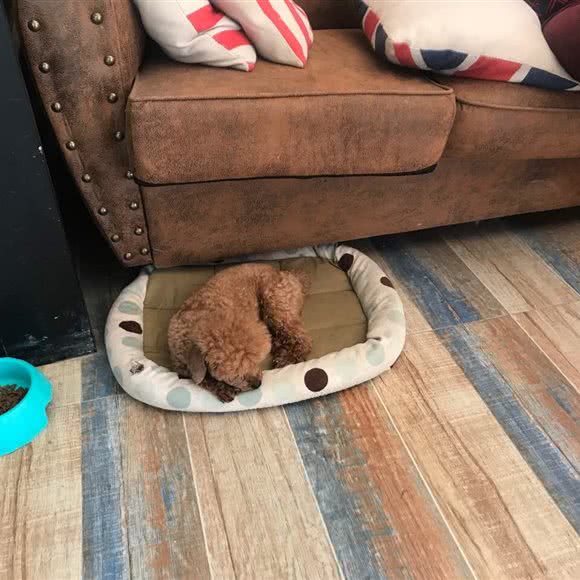 萌犬萌猫专卖店:孝感市孝南区百佳宏业附近