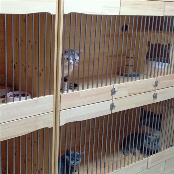 古月半宠物:天津城区东丽区天津滨海国际机场附近