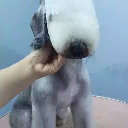 阿浪与狗:荆州市沙市区北京东路附近