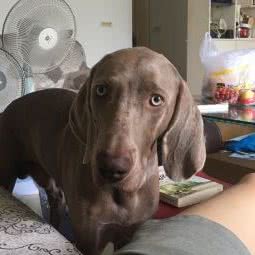 荆州市宠物中心门诊:荆州市沙市区红星路附近