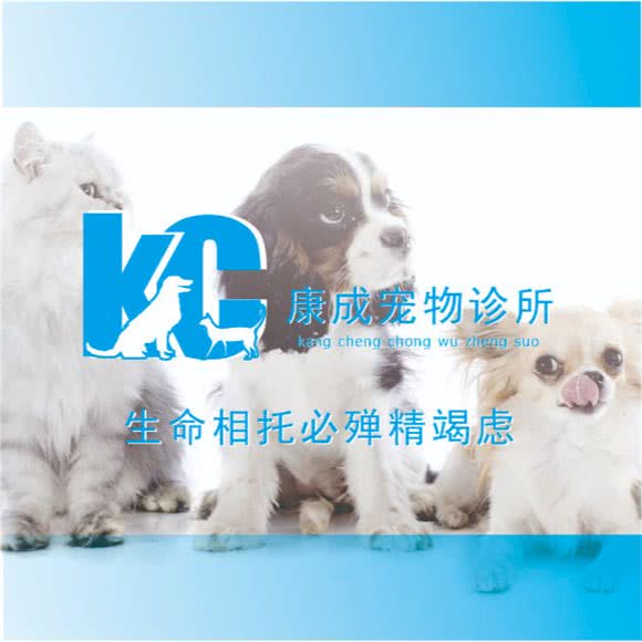 康成宠物诊所:荆州市沙市区新天地附近