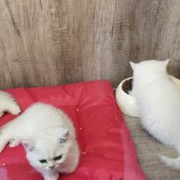 喵的店:天津城区西青区中北镇附近