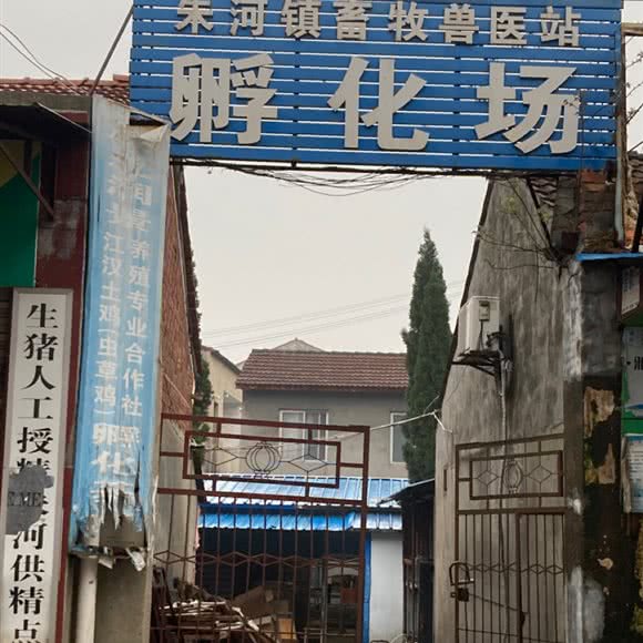 朱河镇畜牧兽医站孵化场:荆州市监利市监利市附近