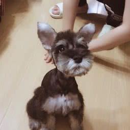 隔壁家的喵咖啡店:天津城区西青区中北镇附近