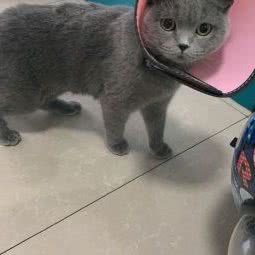 仁爱宠物医院:随州市曾都区交通大道/老火车站附近