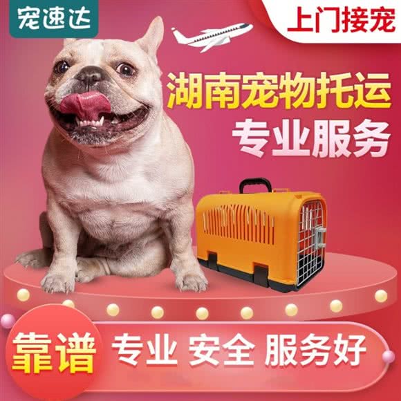 长沙宠速达宠物狗托运:长沙市芙蓉区五一广场附近