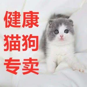 长沙购宠·大型宠物基地·妙旺犬舍猫舍总部:长沙市芙蓉区五一广场附近