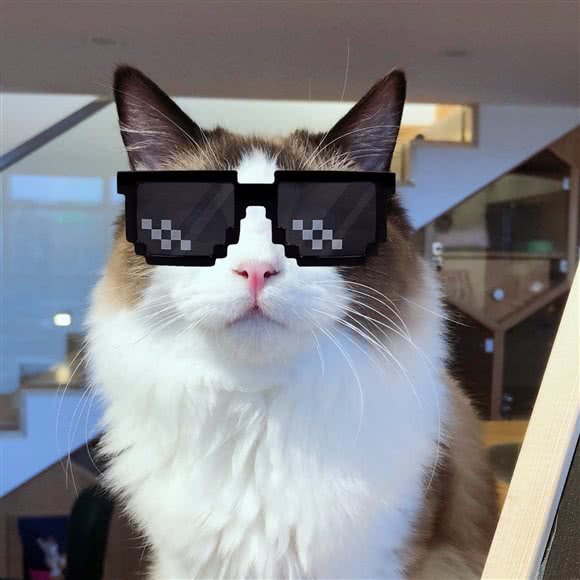 浮梦猫咖 四十位主子恭候来撸:长沙市芙蓉区解放西路附近