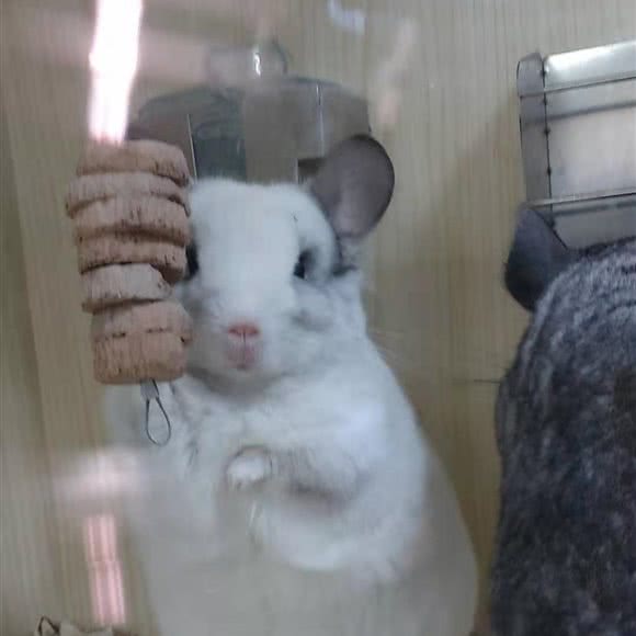 多多先生龙猫馆:长沙市芙蓉区黄兴路步行街附近