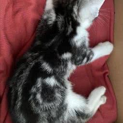 天使宠物店:长沙市芙蓉区德政园/杨家山附近