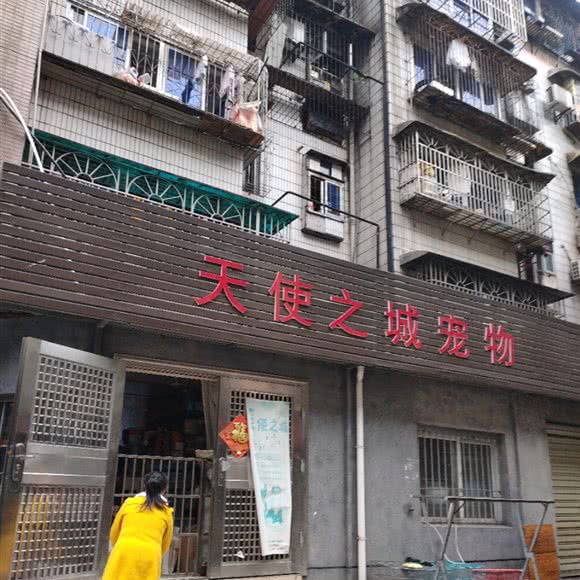 天使之城宠物:长沙市芙蓉区窑岭/长岭附近