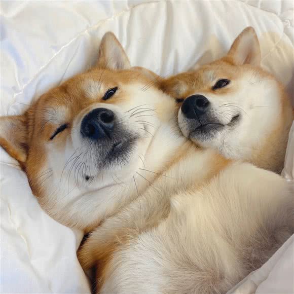 瘦Fufu宠物生活馆:长沙市芙蓉区万家丽北路附近