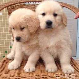 可爱多多宠物:长沙市芙蓉区万家丽北路附近