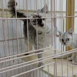 怪兽猫馆:长沙市芙蓉区万家丽北路附近