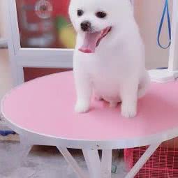 派多格宠物(中北幸福城店):天津城区西青区中北镇附近