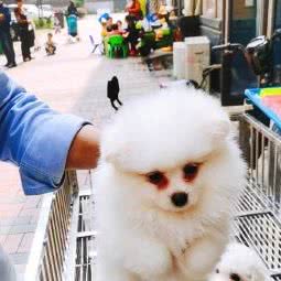 时尚宠物:长沙市芙蓉区人民东路附近