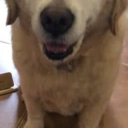 毛孩子宠物店:长沙市芙蓉区人民东路附近