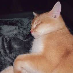 食嘢猫屋猫咖 猫舍:长沙市天心区坡子街附近