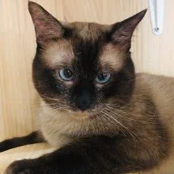 汪森宠物店:长沙市天心区芙蓉南路沿线附近