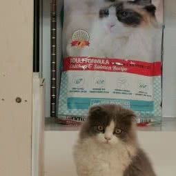 猫大人:长沙市天心区芙蓉南路沿线附近