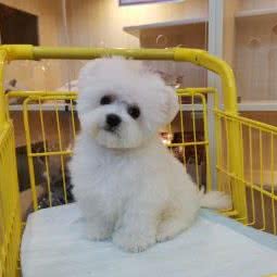 宠幸宠物:长沙市天心区芙蓉南路沿线附近