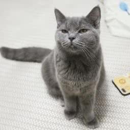 犬民时代(摩天轮店):长沙市天心区侯家塘附近