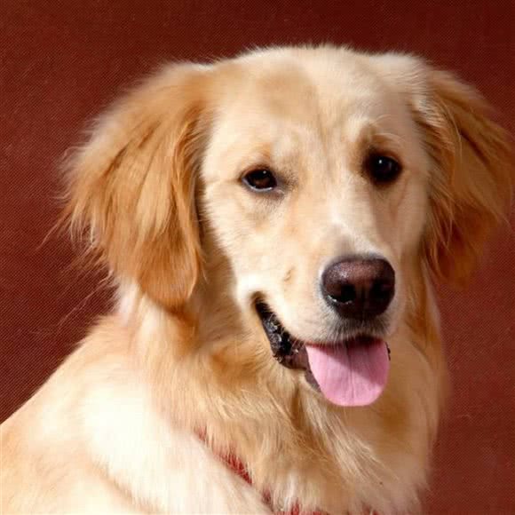 柯鹏宠物店:长沙市天心区铁道学院/林科大附近