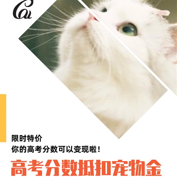 蔡先生的猫(木莲路店):长沙市天心区铁道学院/林科大附近