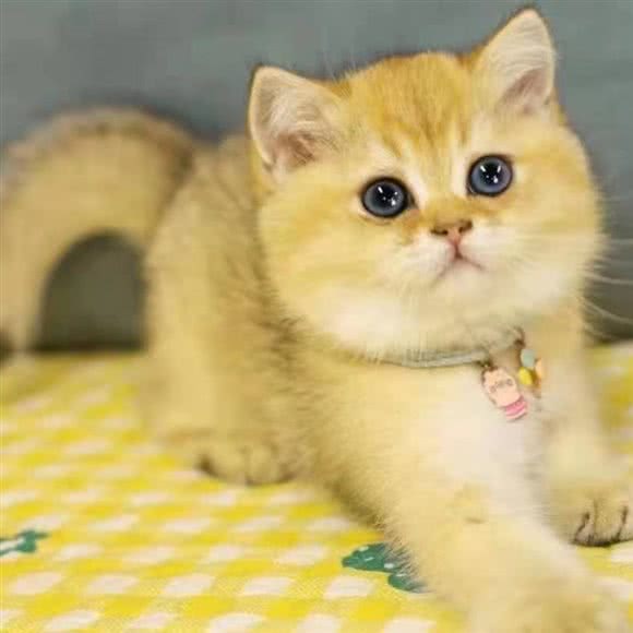 柯鹏犬舍猫舍·精品犬猫繁殖基地直销·长沙大型购宠基地(天心店):长沙市天心区铁道学院/林科大附近