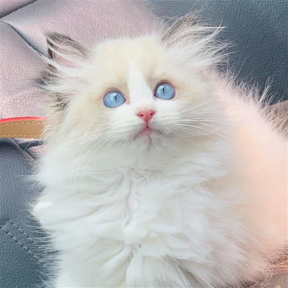 桔子猫舍:长沙市天心区劳动广场/书院路附近