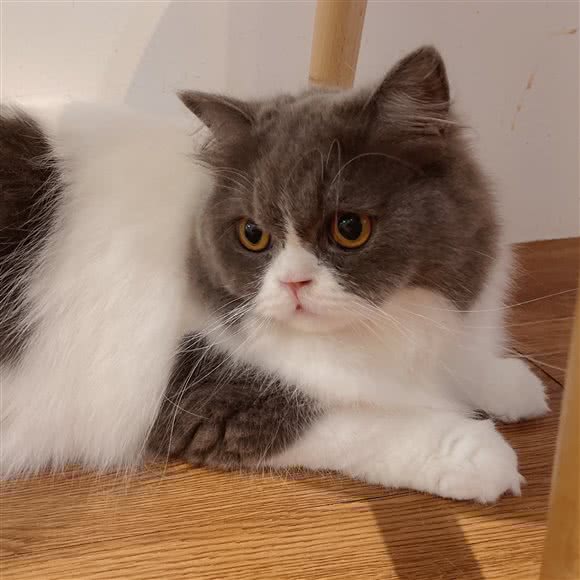 英黄猫咪生活馆·猫咖:长沙市天心区劳动广场/书院路附近