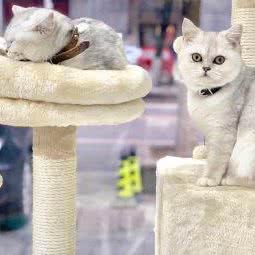 宠幸宠物:长沙市天心区劳动广场/书院路附近