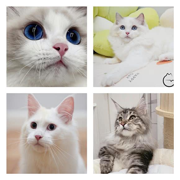 小椰子缅因布偶猫舍coconut cattery:长沙市天心区劳动广场/书院路附近