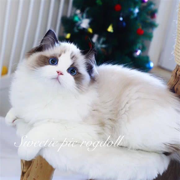 三年二班.布偶猫舍:长沙市天心区新省政府附近