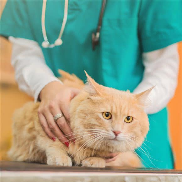 美辰宠物医院(时代阳光分院):长沙市天心区云塘理工/环保科技园附近