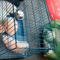 狗与猫:长沙市天心区太平街附近