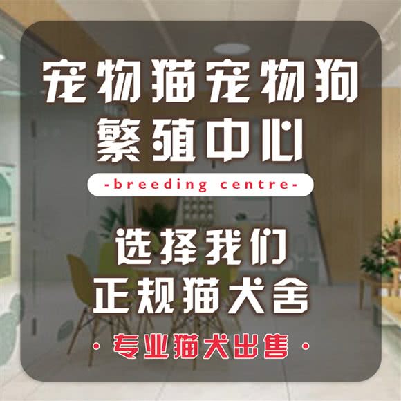 壹萬家宠物猫宠物狗售卖:长沙市天心区贺龙体育场附近