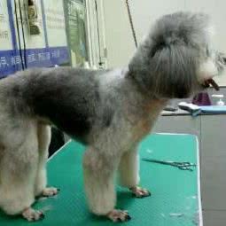 群主宠物店:长沙市岳麓区河西大学城附近